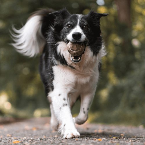 eleveur canin chien education