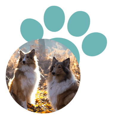 chiens eleveur chien educateur chien