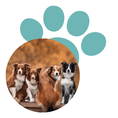 educateur canin chien