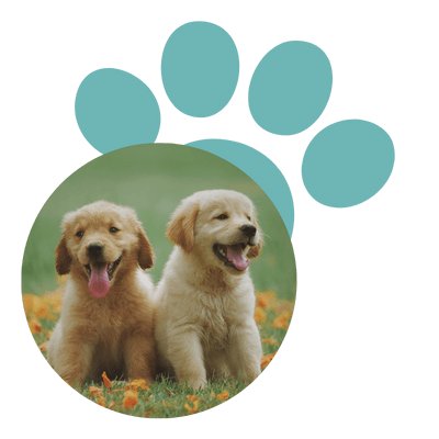 educateur canin eleveur canin chien