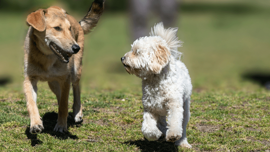 educateur canin cours collectifs