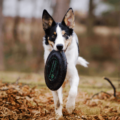 eleveur canin chien education