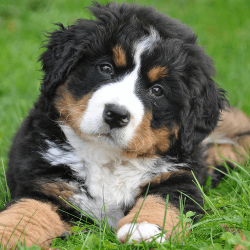 eleveur canin chien education