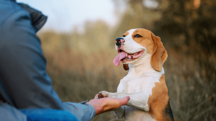 faq chien educateur canin